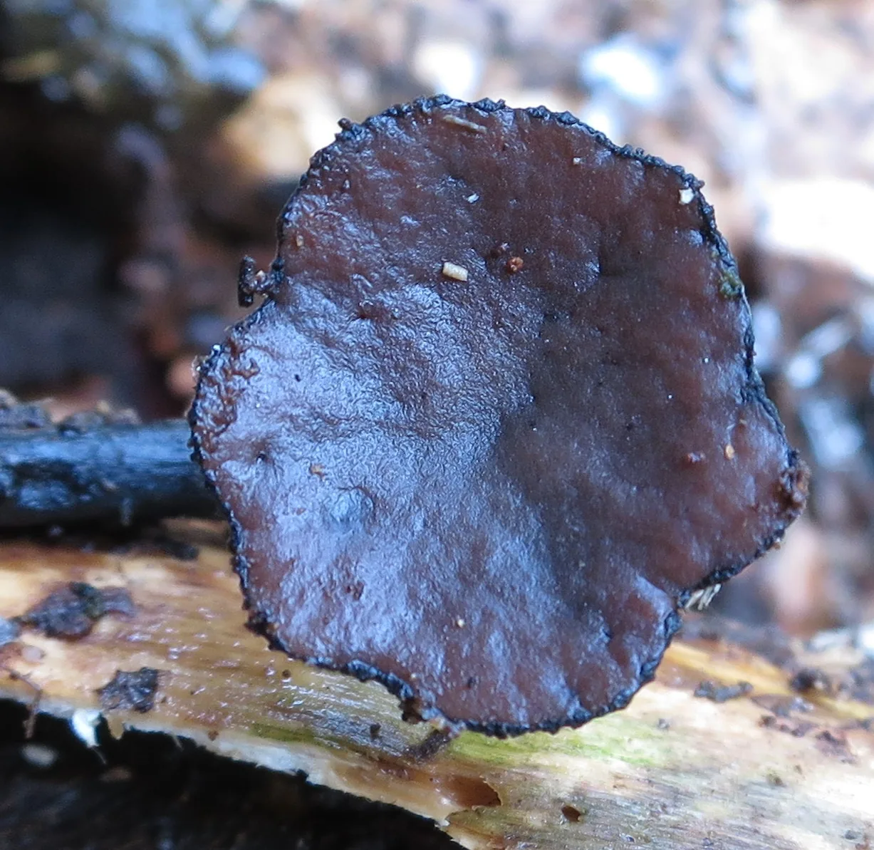 Sarcosoma orientale (Sarcosoma orientale) — photo mycologique