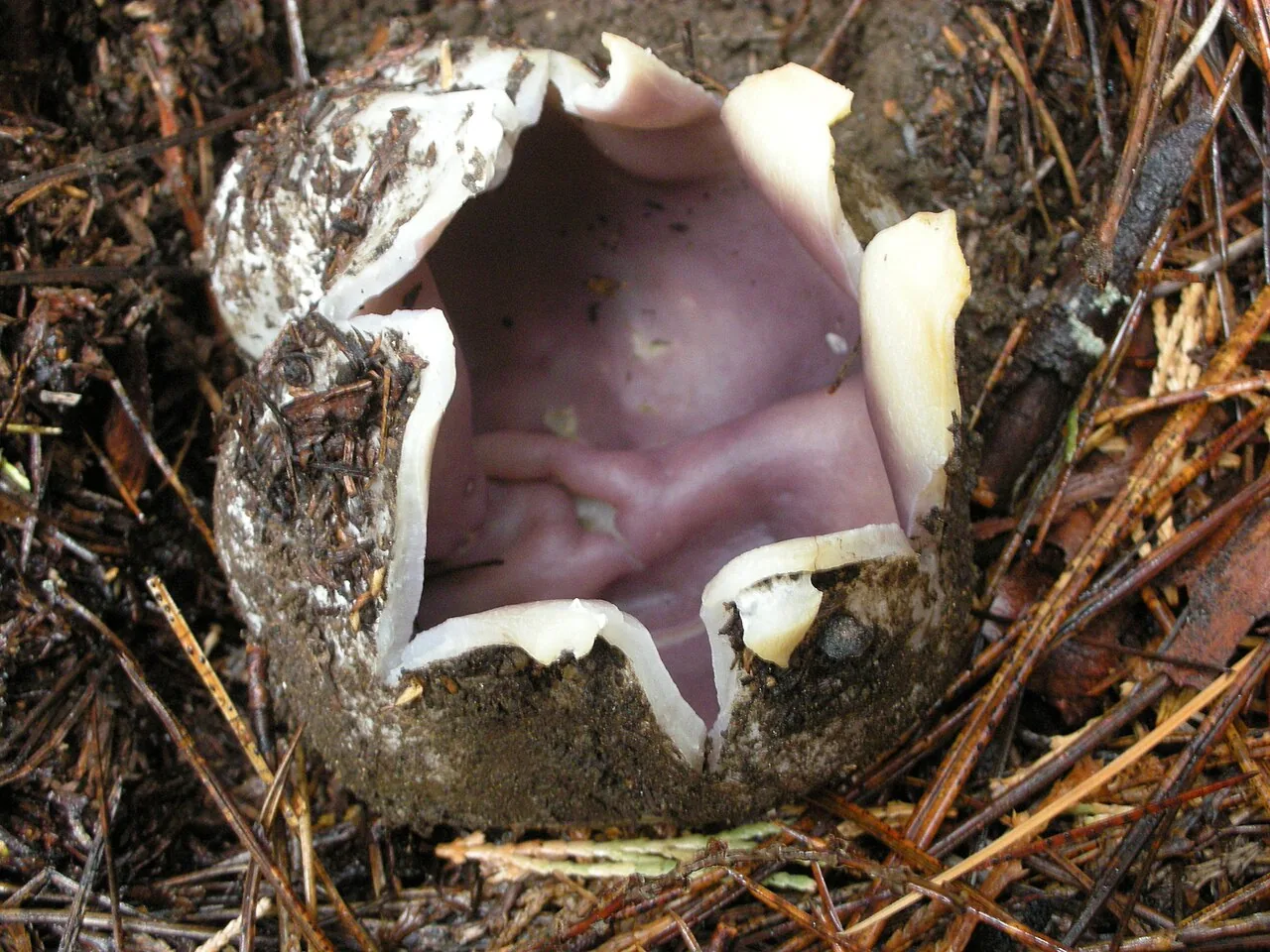 Sarcosphaera funerata (Sarcosphaera funerata) — photo mycologique