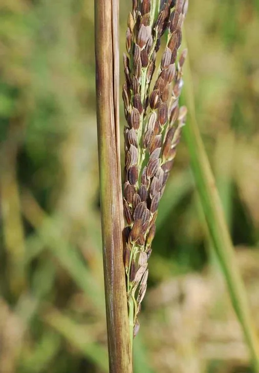 Sarocladium spirale (Sarocladium spirale) — photo mycologique
