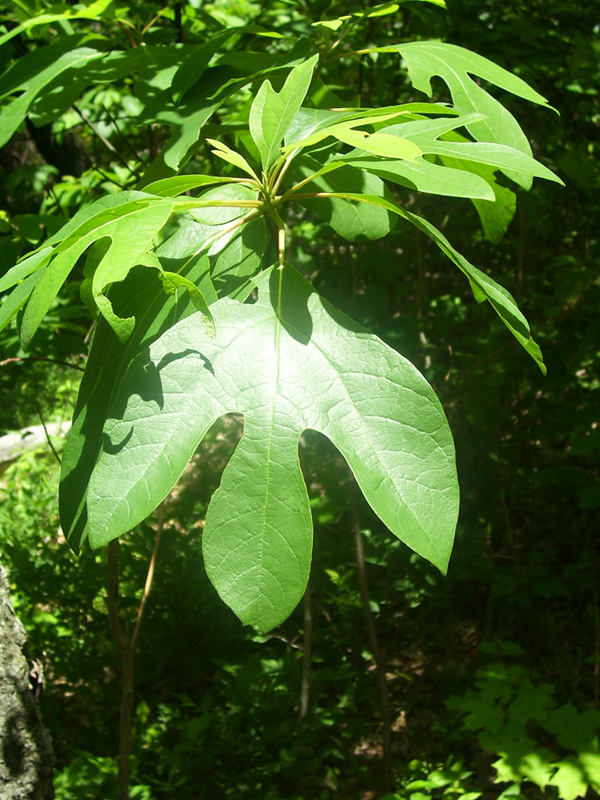 sassafras blanc (Sassafras albidum) — photo botanique