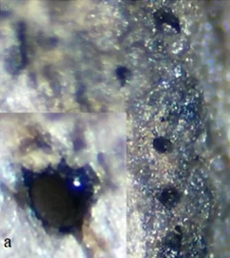 Savoryella aquatica (Savoryella aquatica) — photo mycologique
