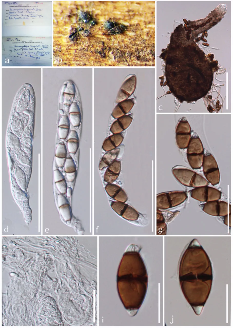 Savoryella verrucosa (Savoryella verrucosa) — photo mycologique