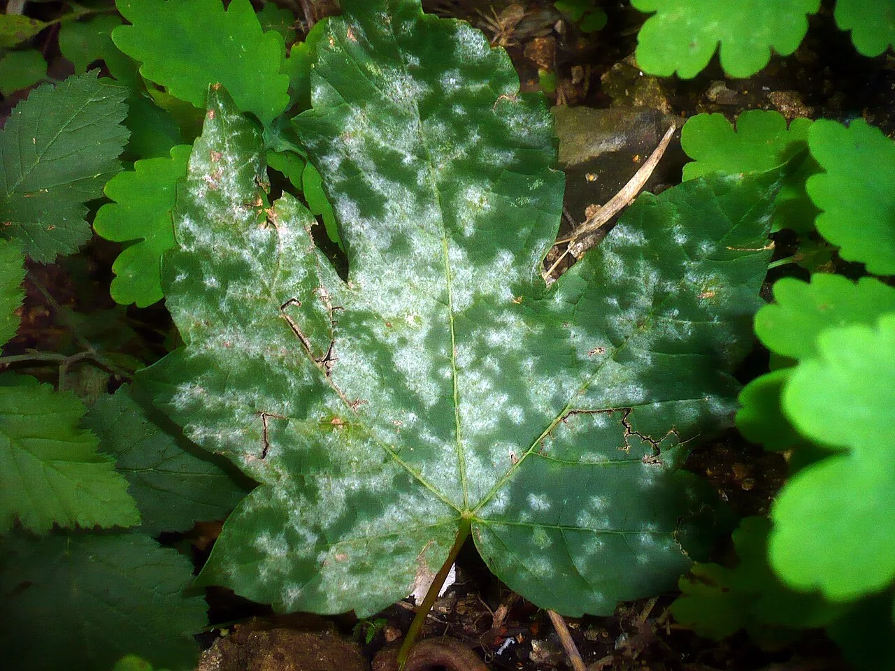 Sawadaea polyfida (Sawadaea polyfida) — photo mycologique