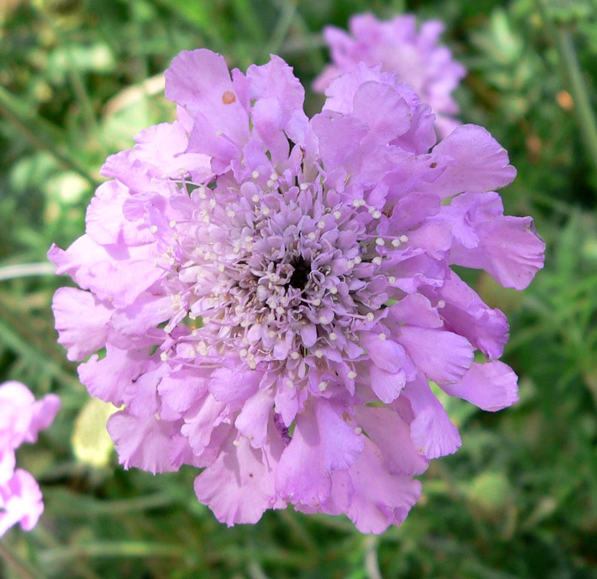 Scabieuse (Scabiosa) — photo botanique
