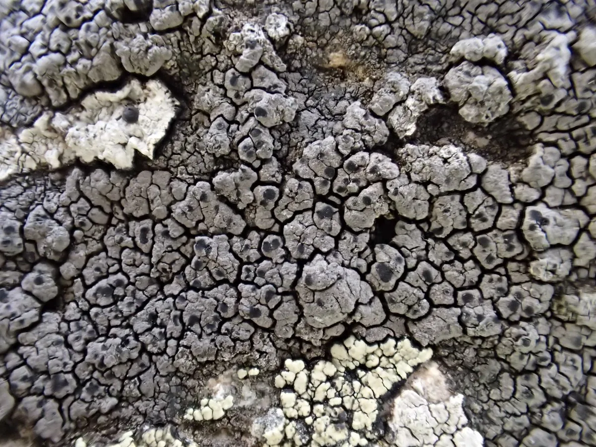 Schaereria brunnea (Schaereria brunnea) — photo mycologique