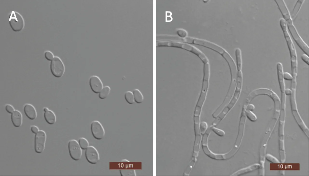 Scheffersomyces quercinus (Scheffersomyces quercinus) — photo mycologique
