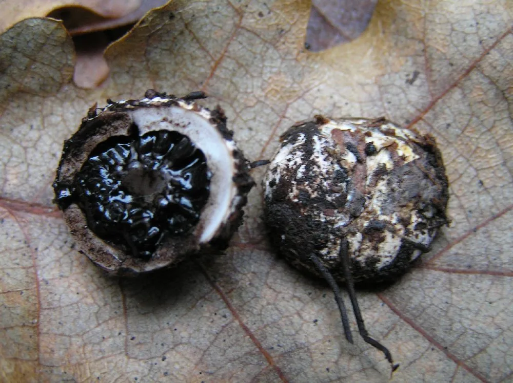 Schenella pityophila (Schenella pityophila) — photo mycologique