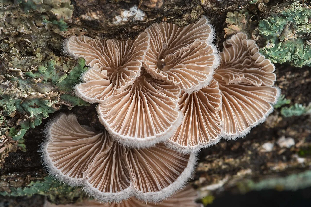 Schizophyllum commune (Schizophyllum commune) — photo mycologique
