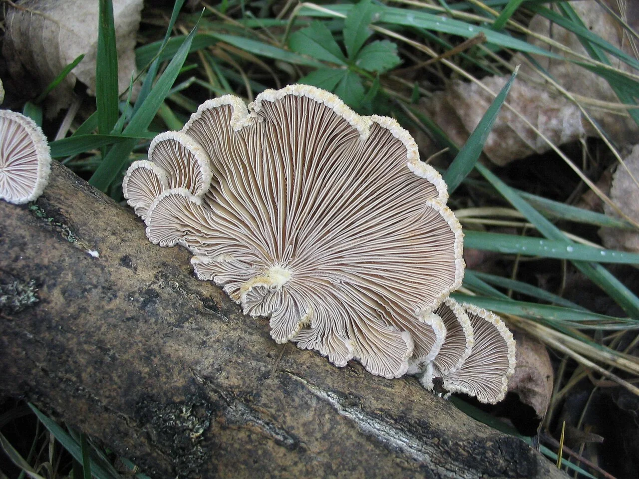 Schizophyllum umbrinum (Schizophyllum umbrinum) — photo mycologique