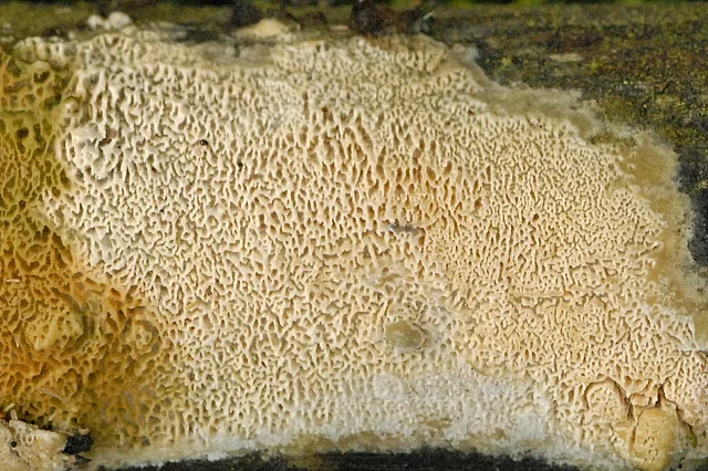 Schizopora paradoxa (Schizopora paradoxa) — photo mycologique