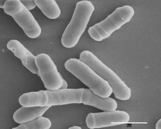 Schizosaccharomyces malidevorans (Schizosaccharomyces malidevorans) — photo mycologique