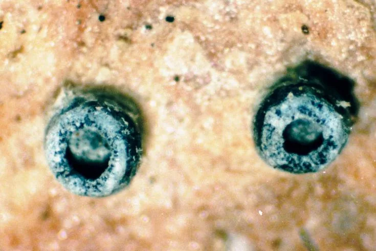 Schizoxylon alboatrum (Schizoxylon alboatrum) — photo mycologique