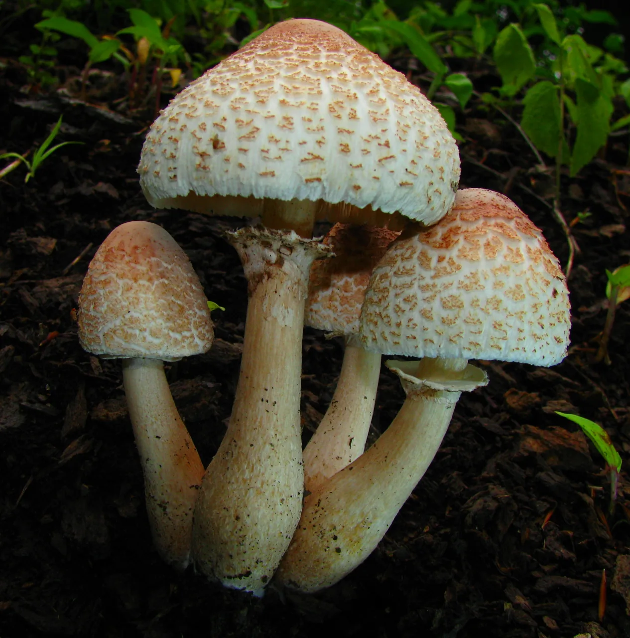 Schulzeria sulfurea (Schulzeria sulfurea) — photo mycologique