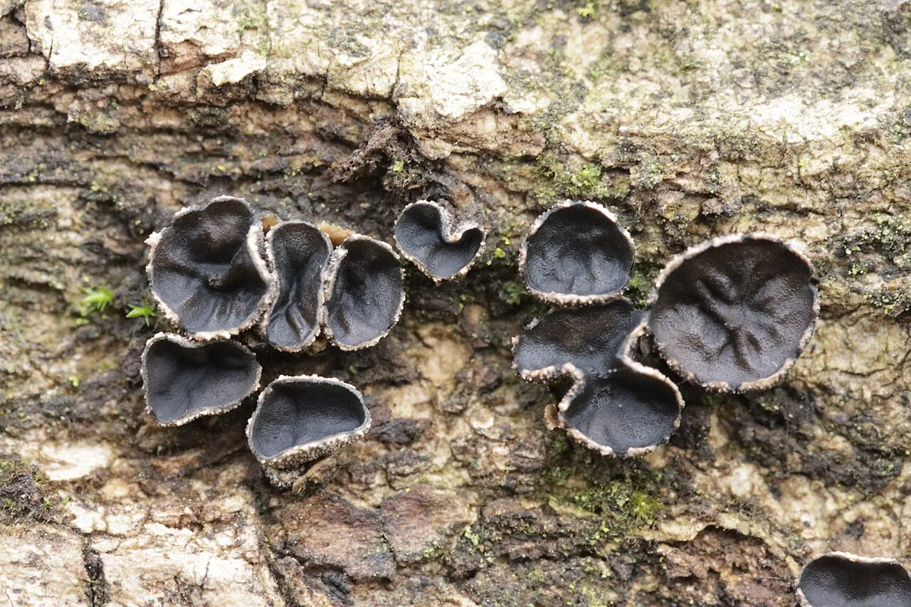 Sclerencoelia fraxinicola (Sclerencoelia fraxinicola) — photo mycologique