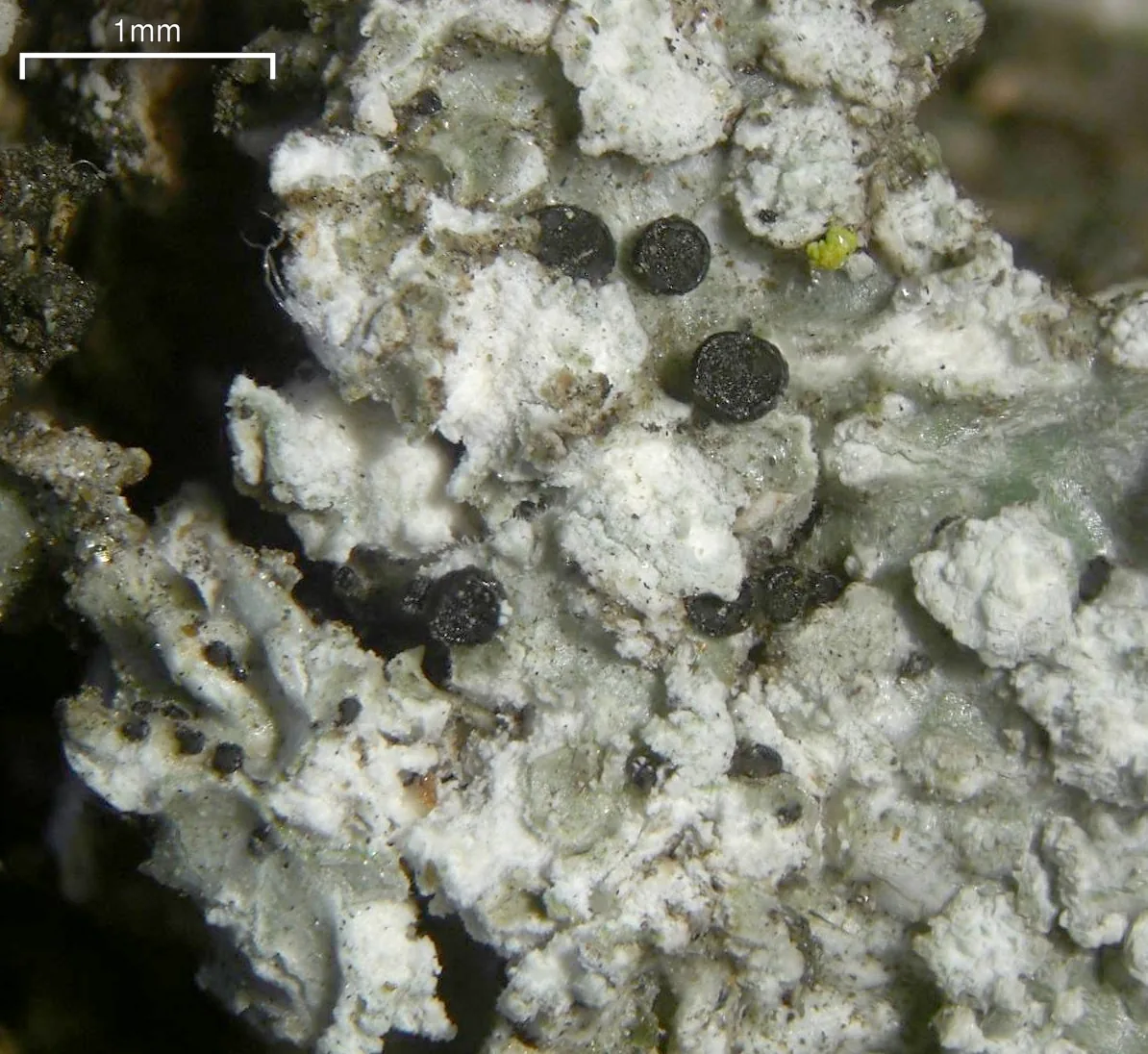 Sclerococcum constrictum (Sclerococcum constrictum) — photo mycologique