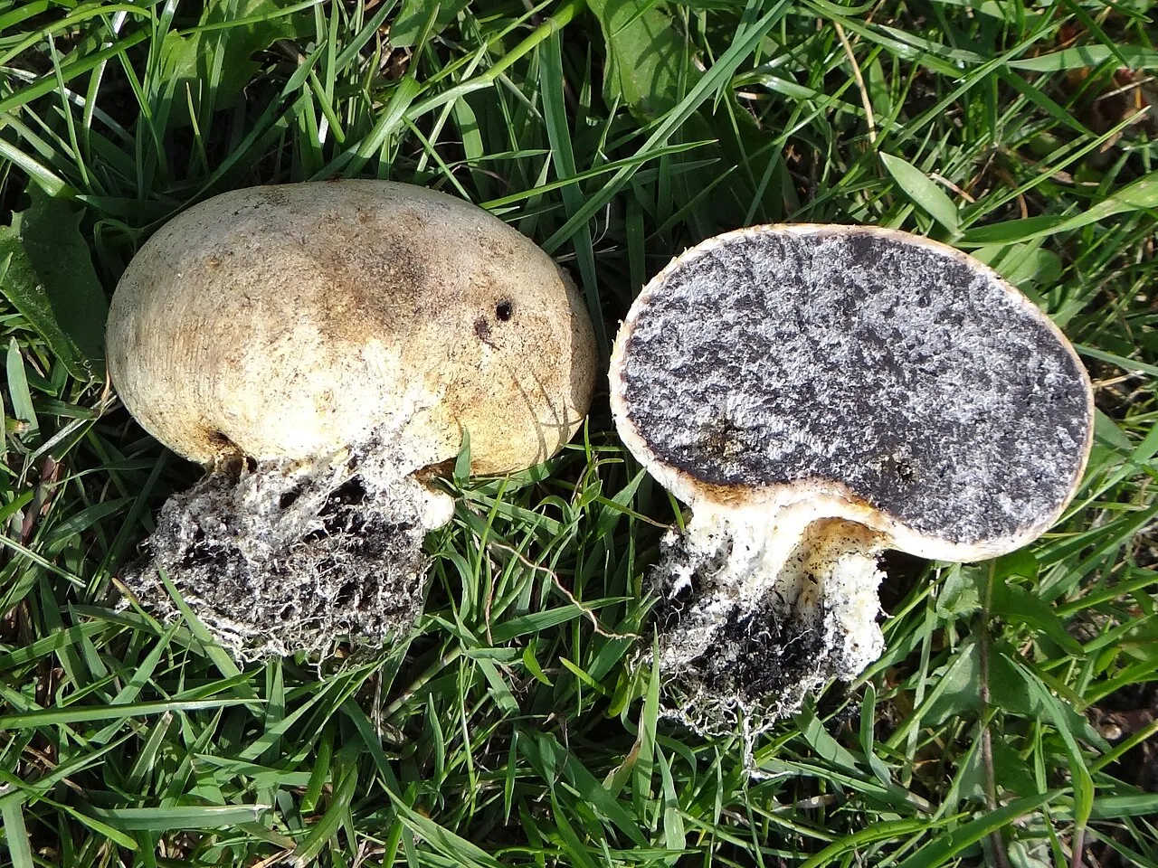 Scleroderma bovista (Scleroderma bovista) — photo mycologique