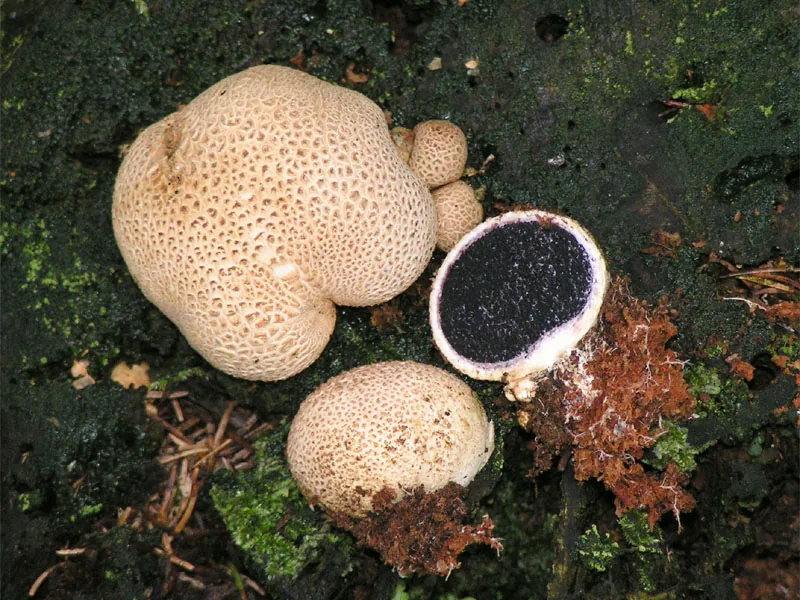 Scleroderma citrinum (Scleroderma citrinum) — photo mycologique