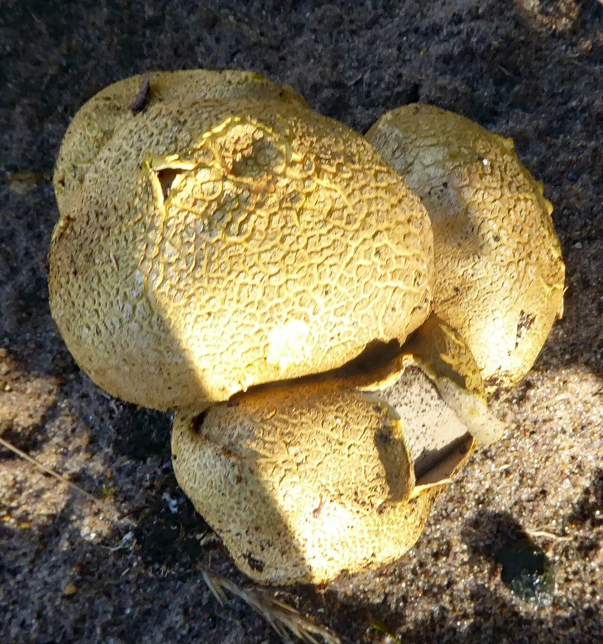 Scleroderma flavidum (Scleroderma flavidum) — photo mycologique