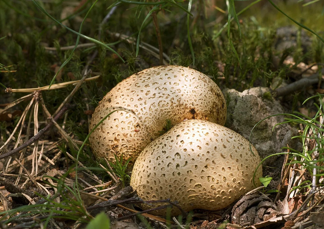 Scleroderma pantherinum (Scleroderma pantherinum) — photo mycologique