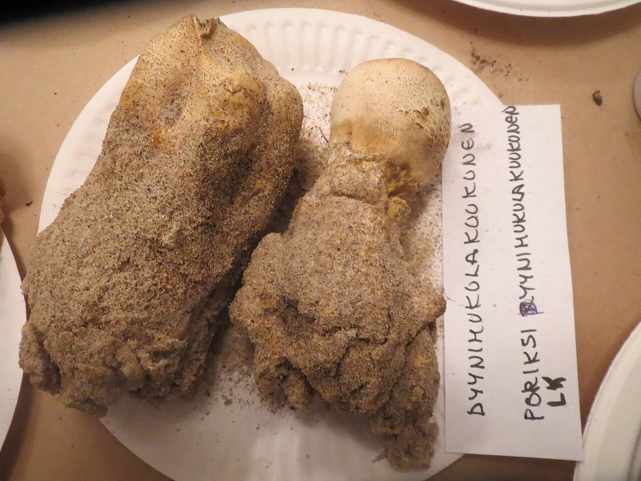 Scleroderma septentrionale (Scleroderma septentrionale) — photo mycologique