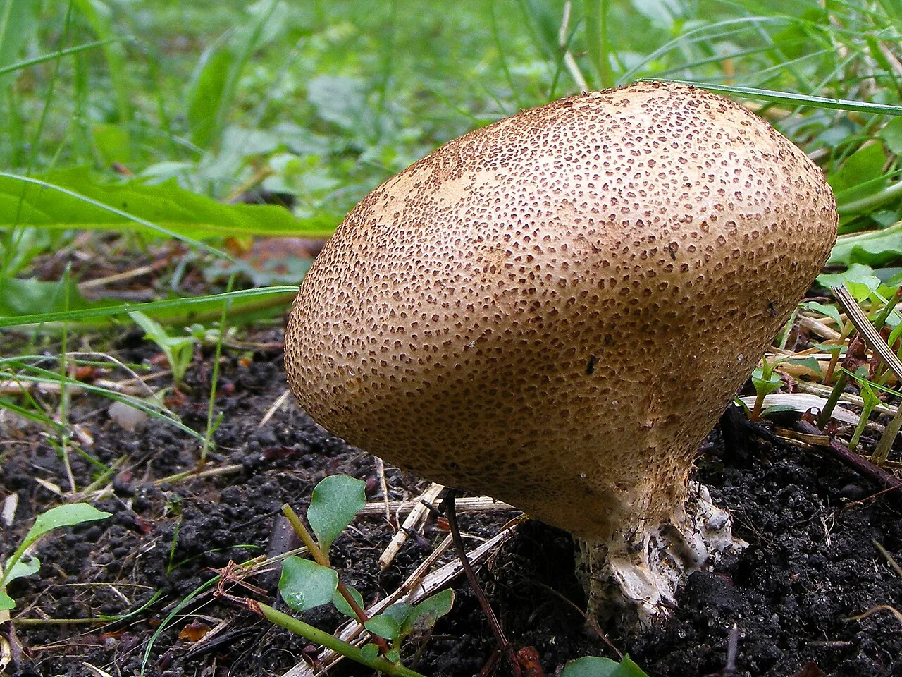Scleroderma verrucosum (Scleroderma verrucosum) — photo mycologique
