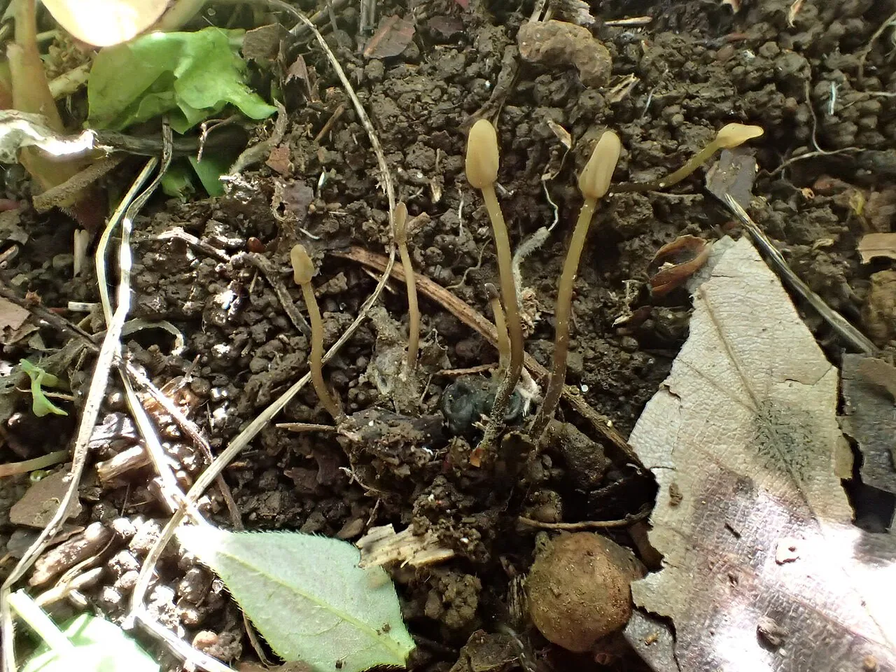 Scleromitrula spiraeicola (Scleromitrula spiraeicola) — photo mycologique