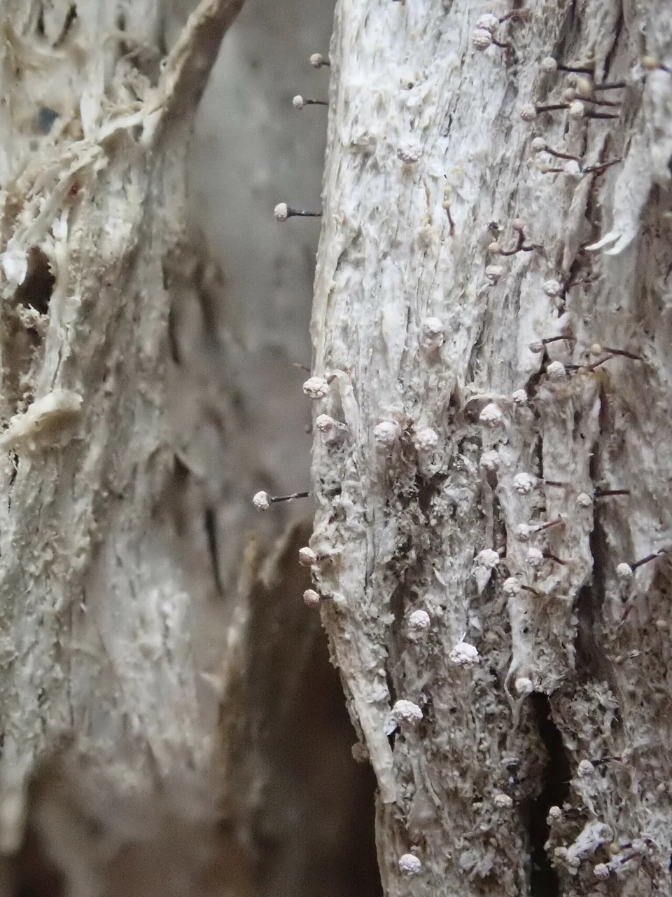 Sclerophora peronella (Sclerophora peronella) — photo mycologique