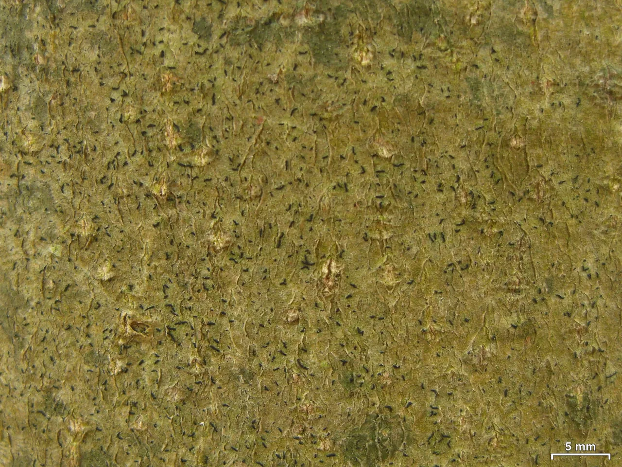 Sclerophyton aptrootii (Sclerophyton aptrootii) — photo mycologique