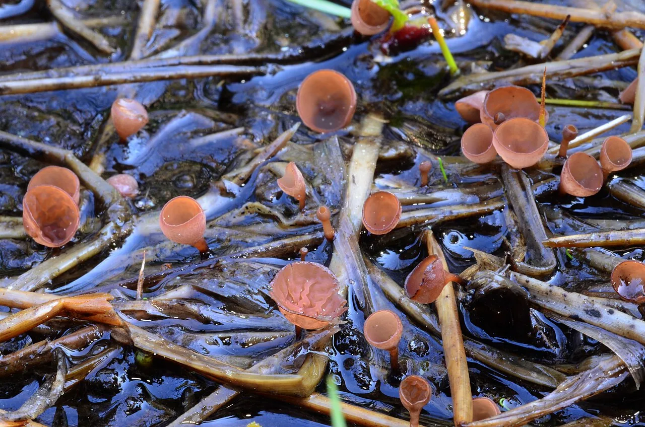 Sclerotinia borealis (Sclerotinia borealis) — photo mycologique