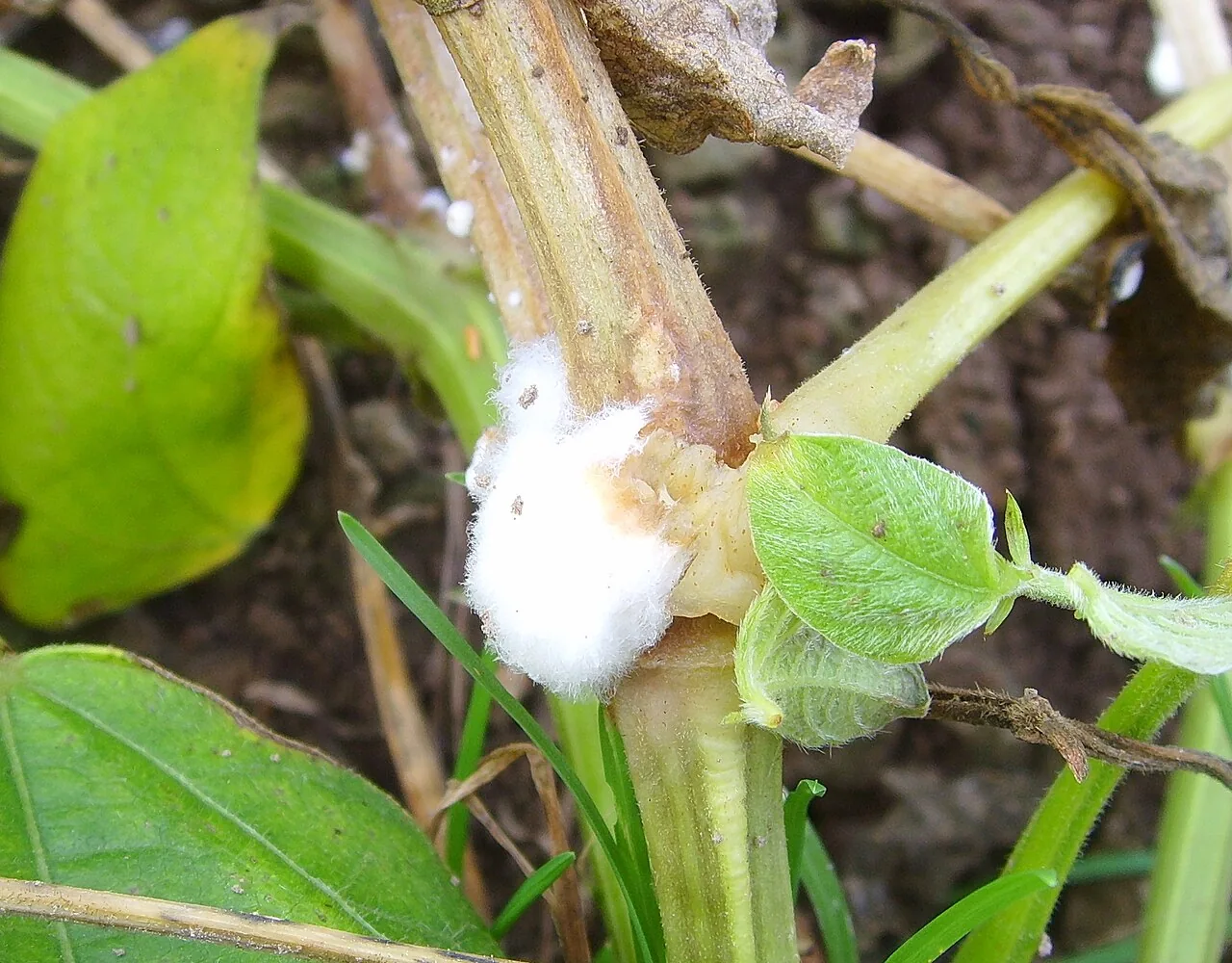 Sclerotinia sclerotiorum (Sclerotinia sclerotiorum) — photo mycologique