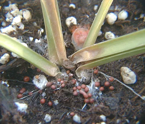 Sclerotium durum (Sclerotium durum) — photo mycologique