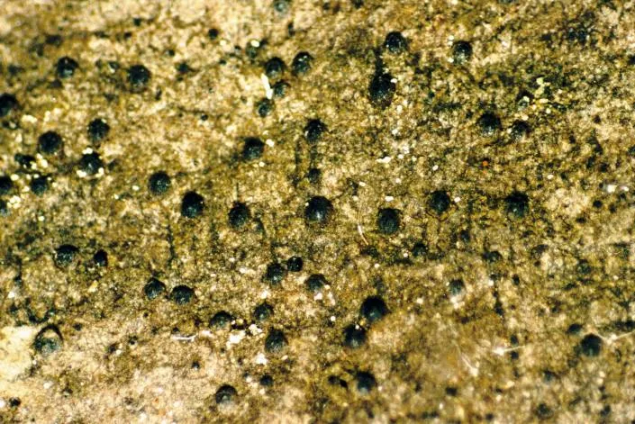 Scoliciosporum corticolum (Scoliciosporum corticolum) — photo mycologique