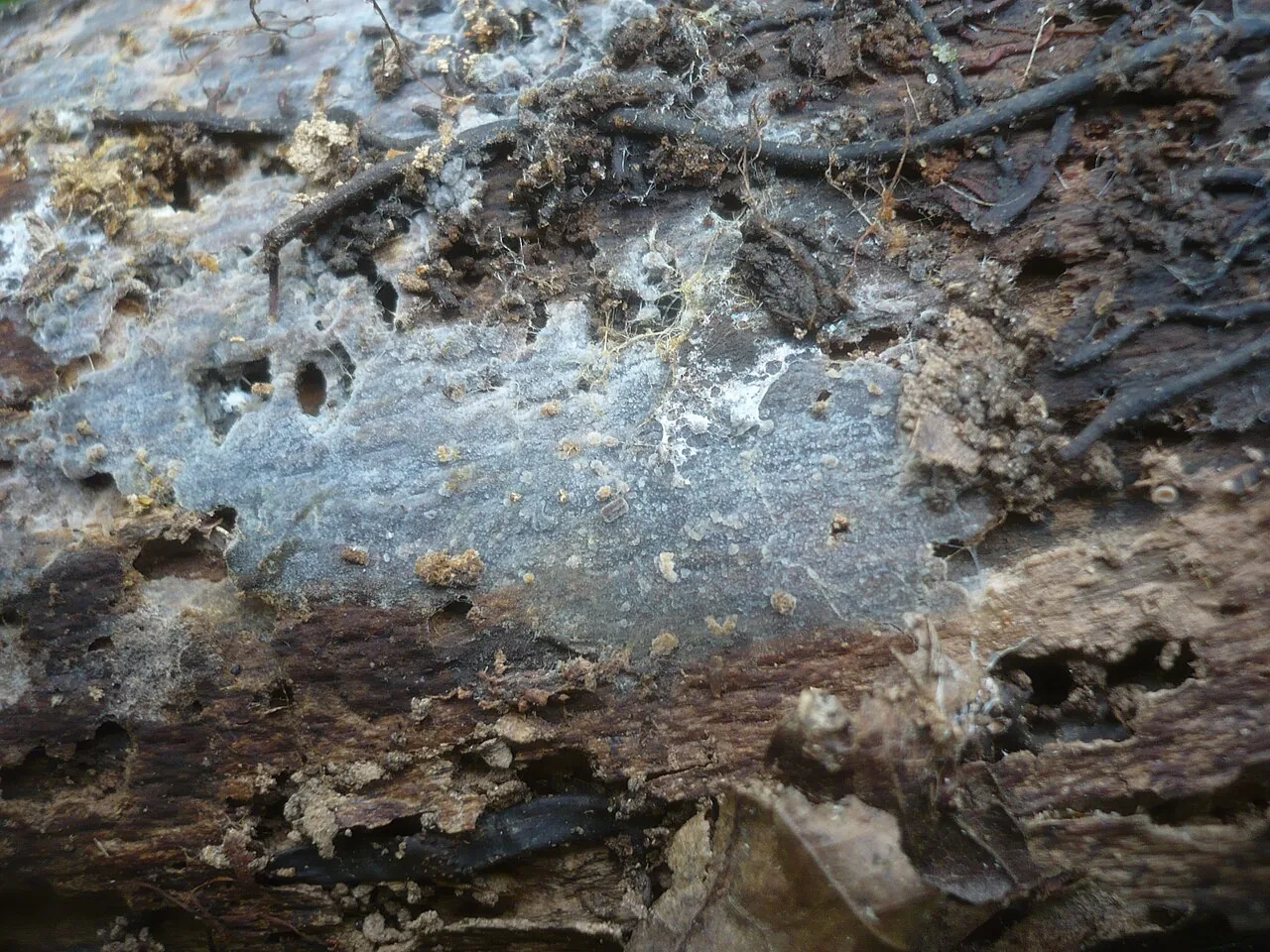 Scopuloides rimosa (Scopuloides rimosa) — photo mycologique