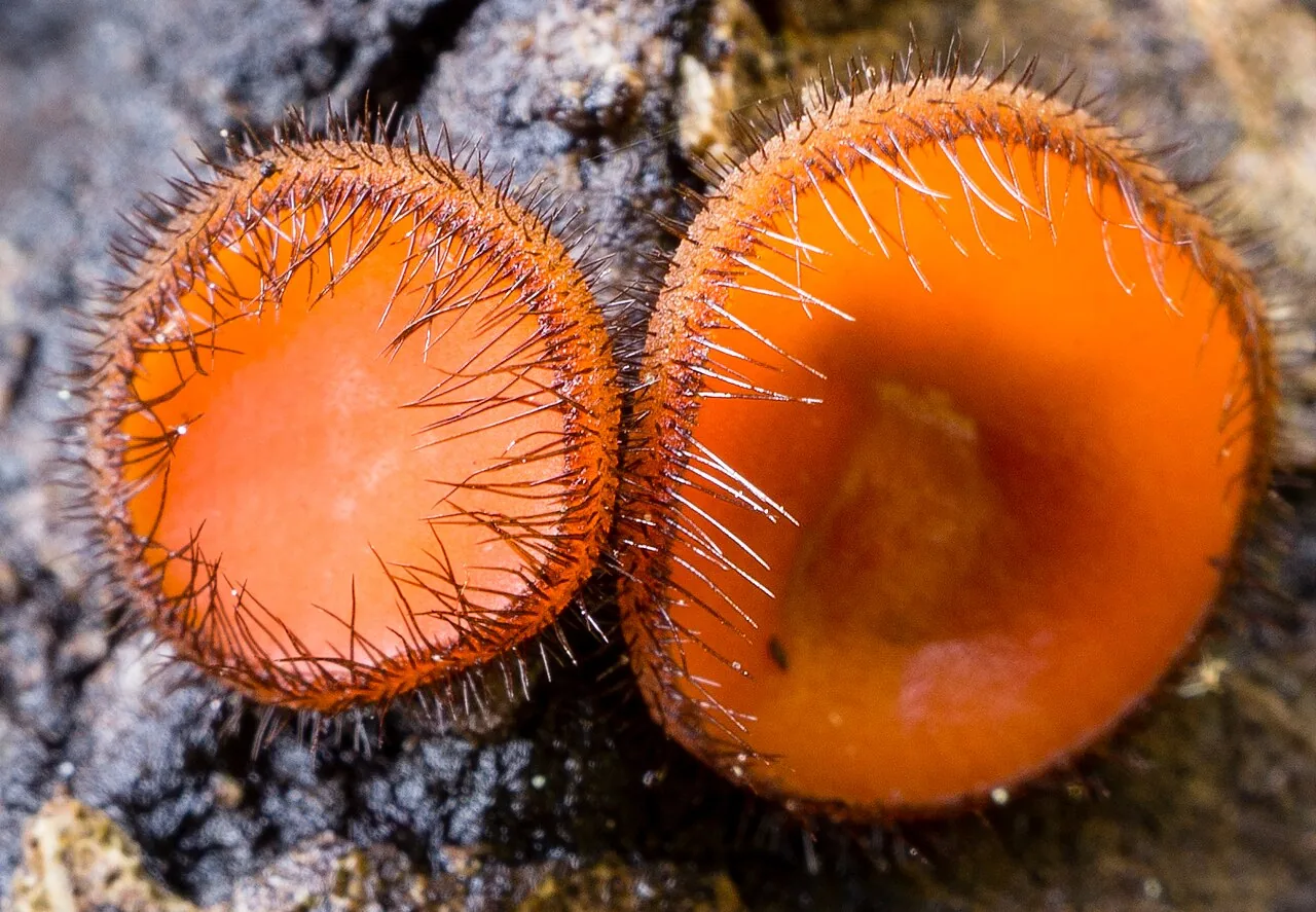 Scutellinia crinita (Scutellinia crinita) — photo mycologique