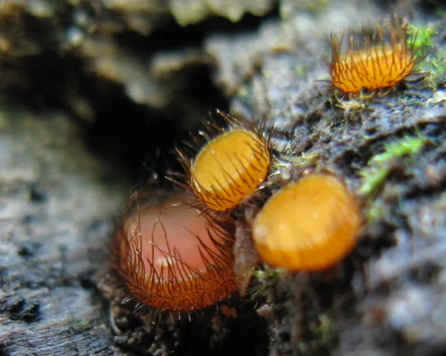 Scutellinia erinaceus (Scutellinia erinaceus) — photo mycologique
