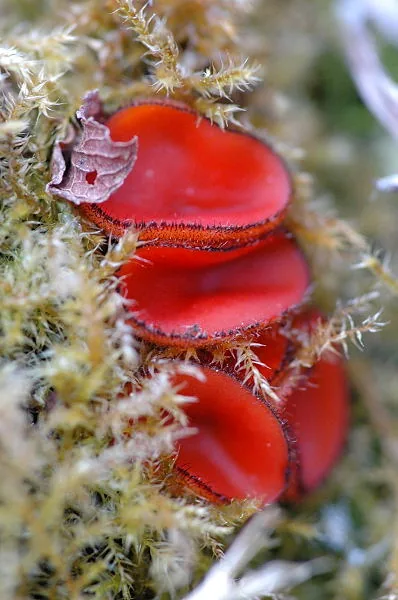 Scutellinia paludicola (Scutellinia paludicola) — photo mycologique