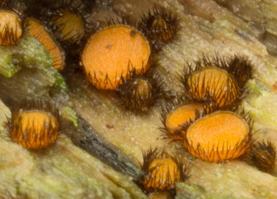 Scutellinia setosa (Scutellinia setosa) — photo mycologique