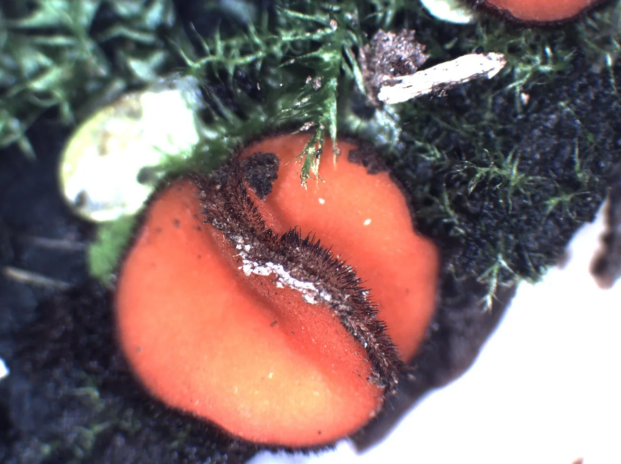 Scutellinia subhirtella (Scutellinia subhirtella) — photo mycologique