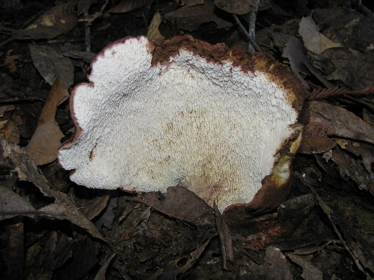 Scutiger decurrens (Scutiger decurrens) — photo mycologique