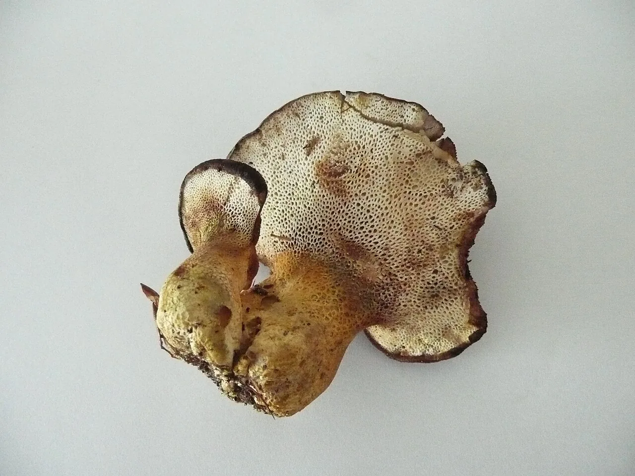 Scutiger pes-caprae (Scutiger pes-caprae) — photo mycologique