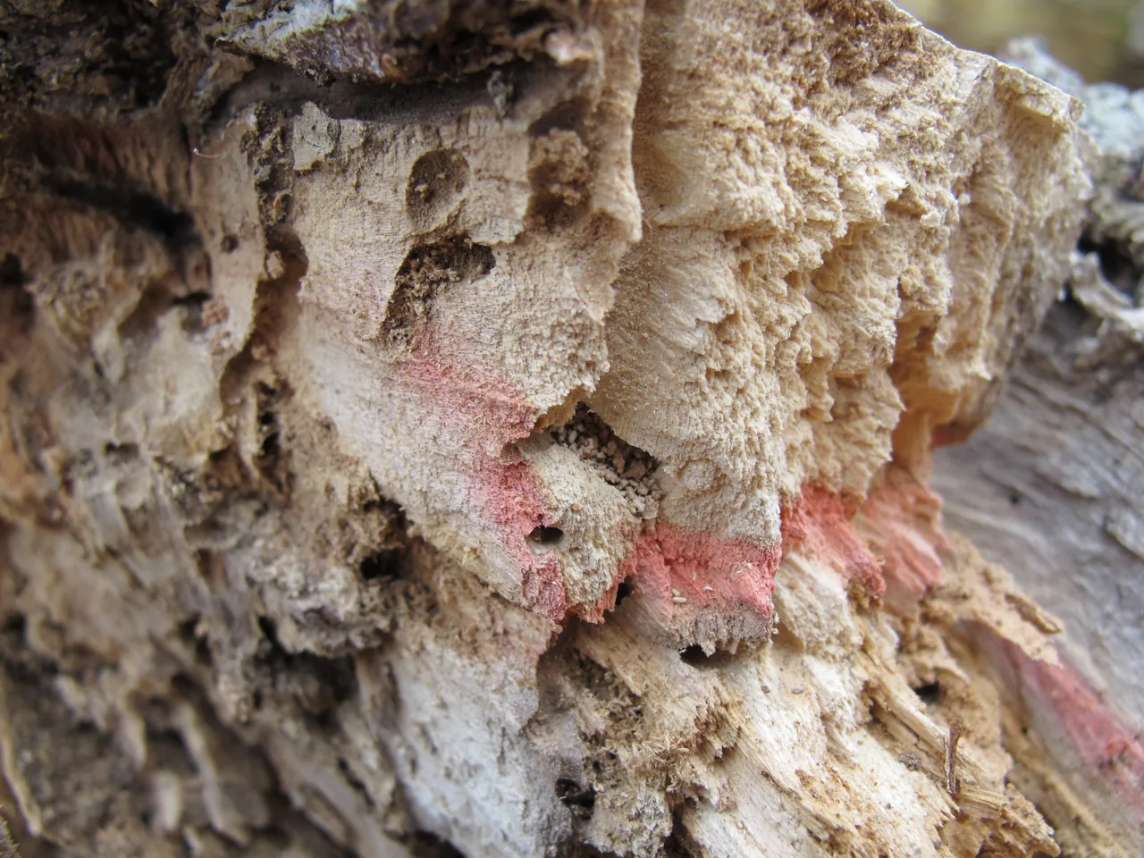 Scytalidium vaccinii (Scytalidium vaccinii) — photo mycologique