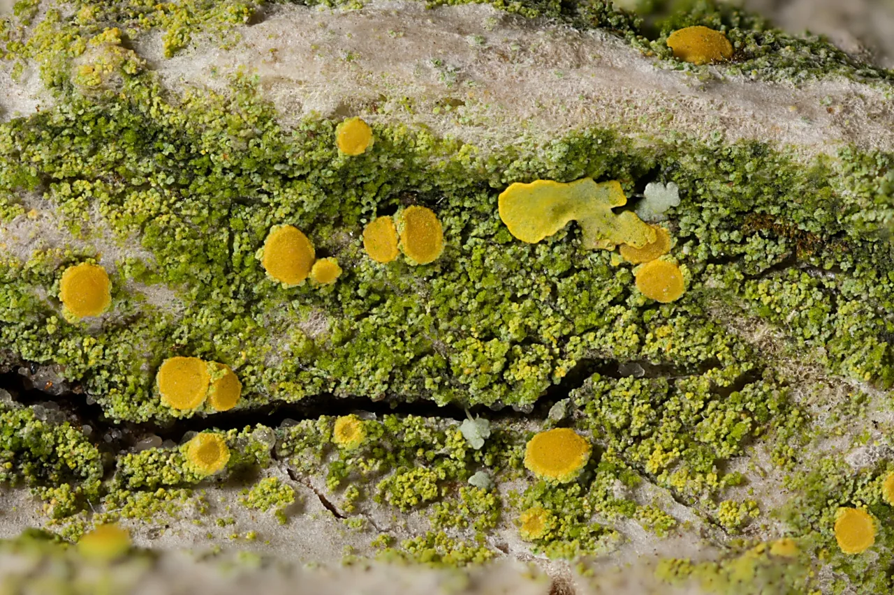Scythioria flavogranulosa (Scythioria flavogranulosa) — photo mycologique