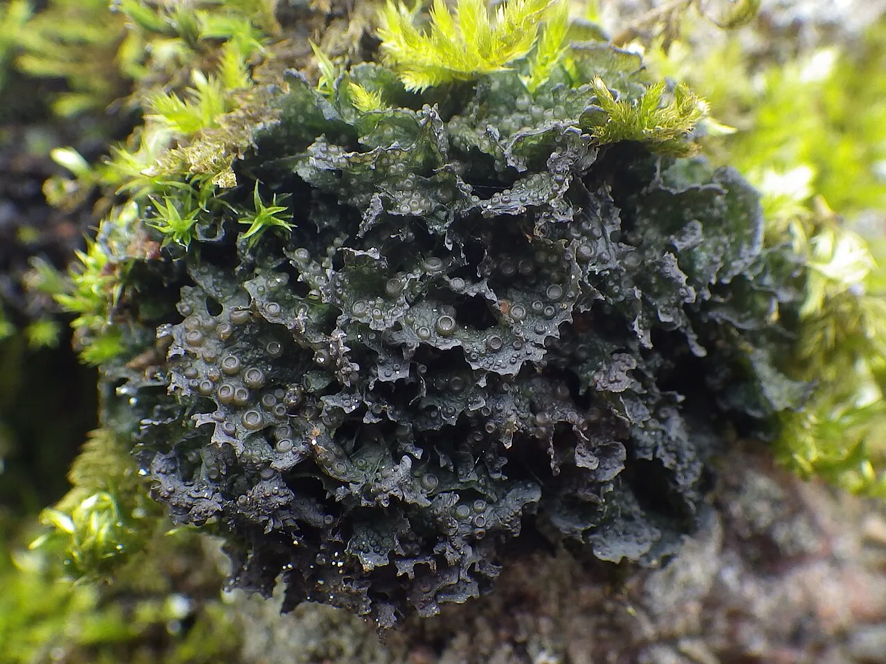 Scytinium ferax (Scytinium ferax) — photo mycologique