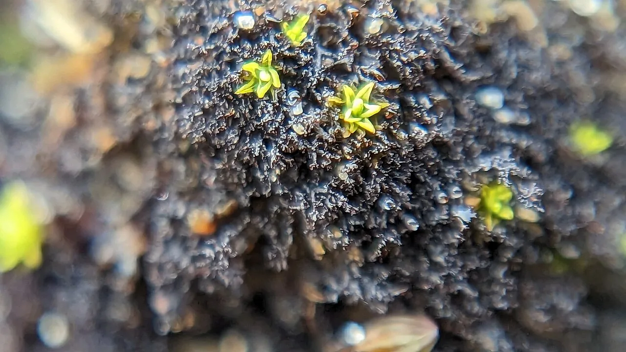 Scytinium pulvinatum (Scytinium pulvinatum) — photo mycologique