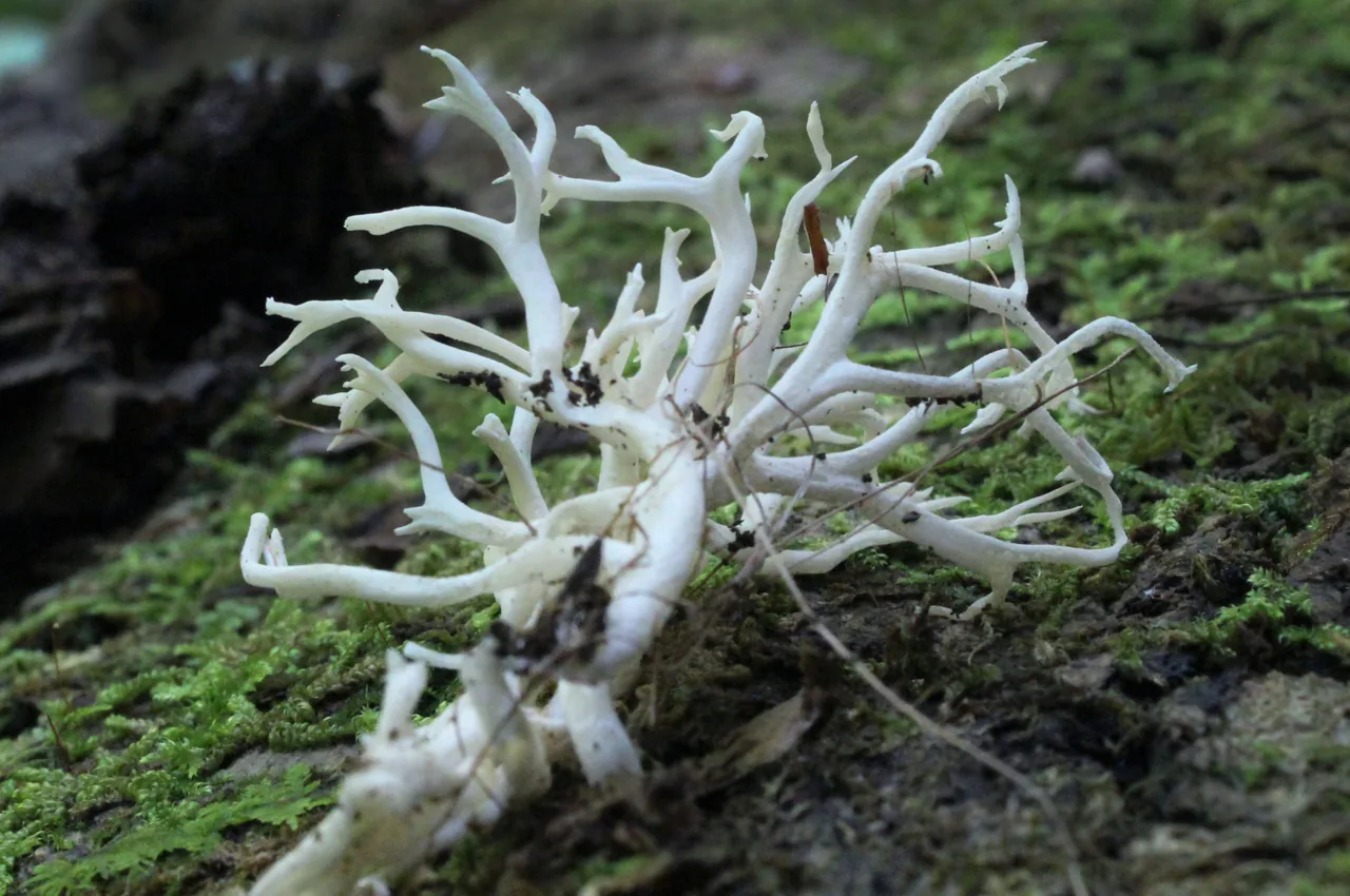 Scytinopogon parvus (Scytinopogon parvus) — photo mycologique