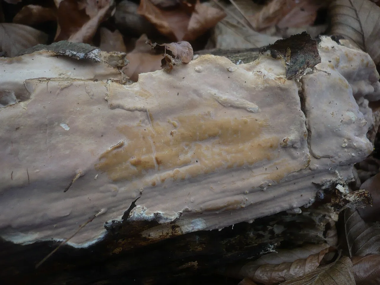 Scytinostroma praestans (Scytinostroma praestans) — photo mycologique