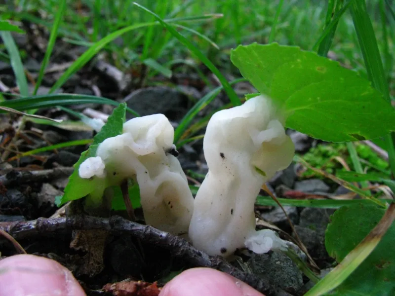 Sebacina atra (Sebacina atra) — photo mycologique