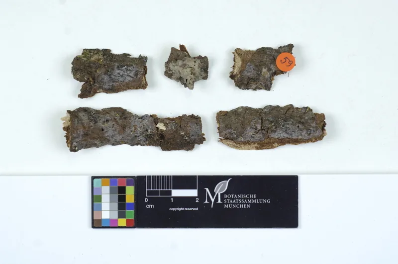 Sebacina grisea (Sebacina grisea) — photo mycologique
