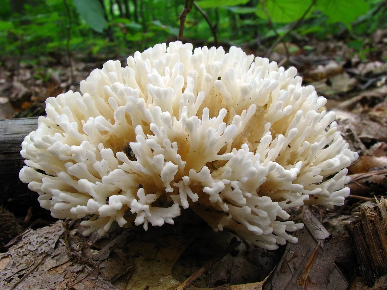 Sebacina schweinitzii (Sebacina schweinitzii) — photo mycologique