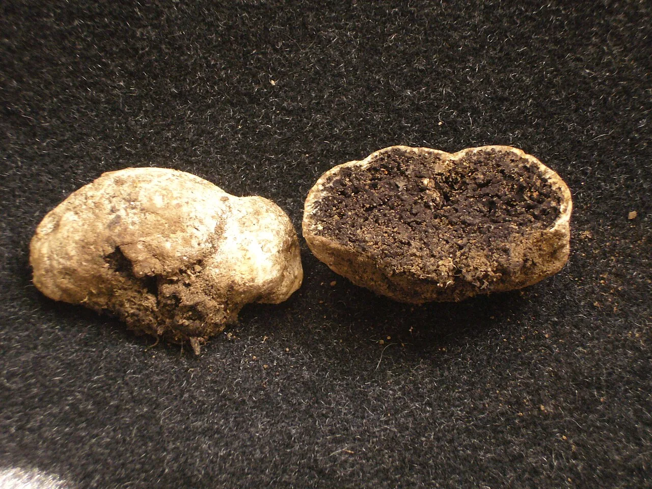 Sedecula pulvinata (Sedecula pulvinata) — photo mycologique